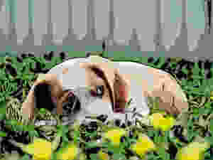 Small brown and white puppy hides scared in grass