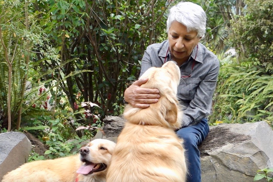 Older woman with two yellow dogs