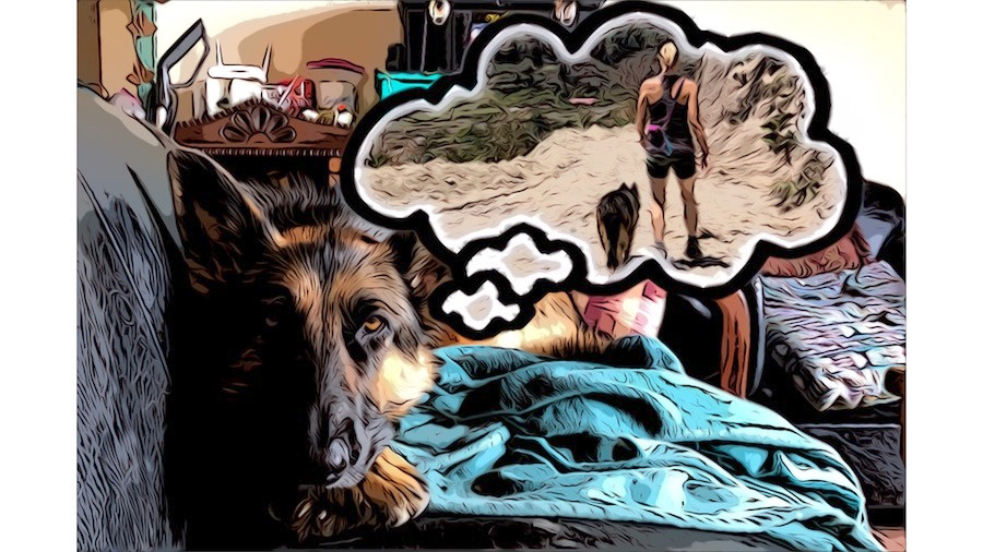 Cartoon German shepherd dog lies on sofa and dreams of hiking with her human