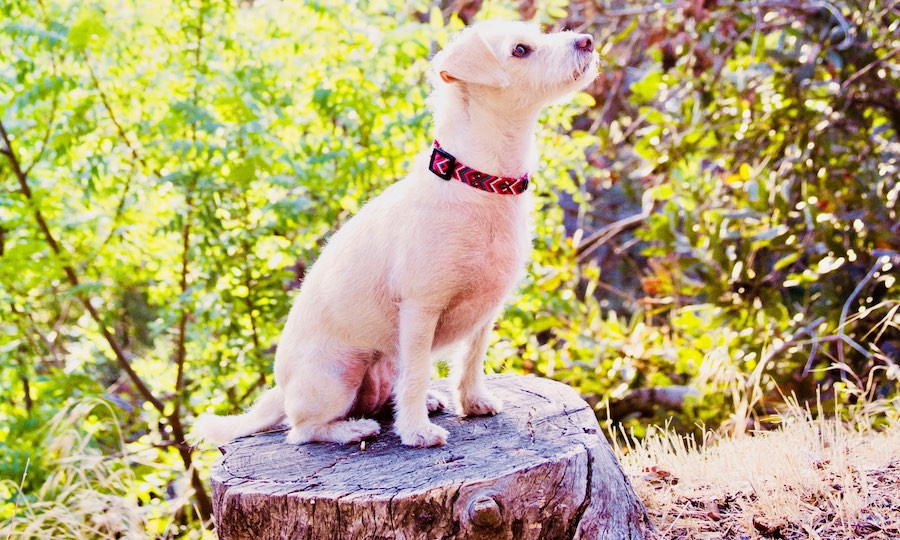 Terry-poo sits on tree stump wearing handmade macrame collar