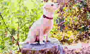 Terry-poo sits on tree stump wearing handmade macrame collar