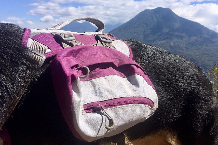 German Shepherd Moxie wears the Kurgo Baxter Backpack while on a hike up the Mayan's Nose