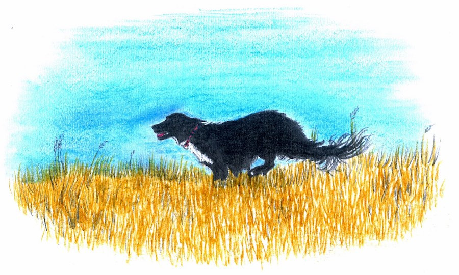 Black dog runs through field wearing handmade dog collar
