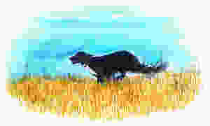 Black dog runs through field wearing handmade dog collar