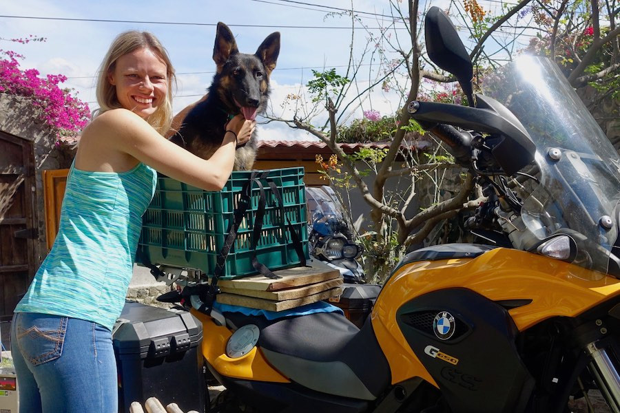 Big dog in basket on motorcycle