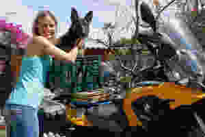 Big dog in basket on motorcycle