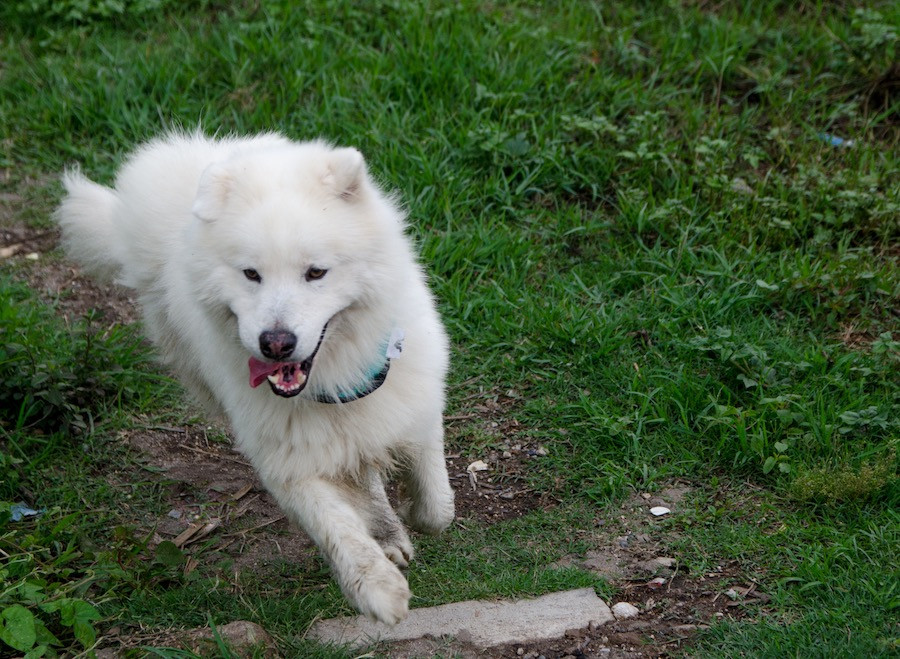 White furry dog wearing jade green handmade bandana runs through grassy garden