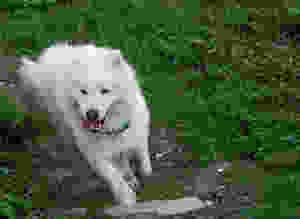 White furry dog wearing jade green handmade bandana runs through grassy garden
