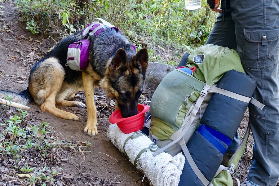 German Shepherd Moxie drinks from the Kurgo Collaps A Bowl