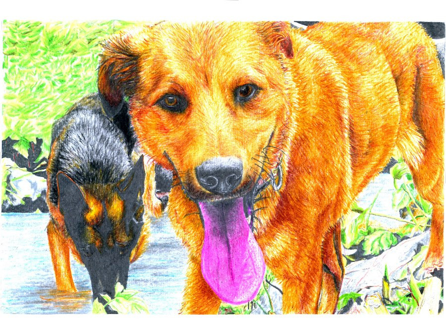 Dog drink from stream