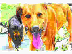 Dog drink from stream
