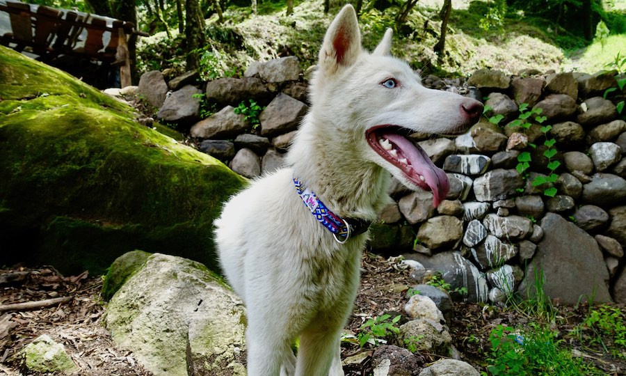 white dog with blue eyes wears handmade macrame friendship bracelet collar