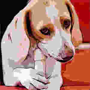 Comic cartoon dog chews on bone