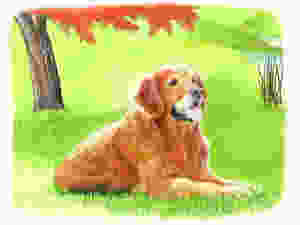 Drawing of a golden retriever dog under shade of fall tree