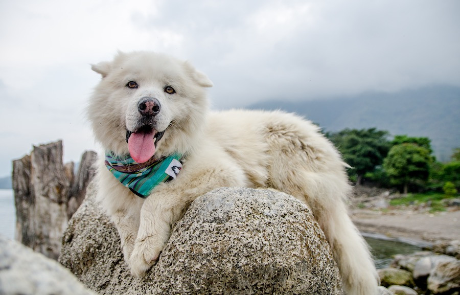 Large white furry dog wearing jade green bandana rests on rock with mouth open and tongue out