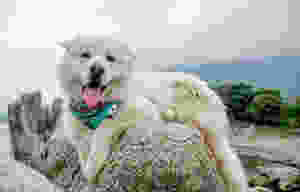Large white furry dog wearing jade green bandana rests on rock with mouth open and tongue out