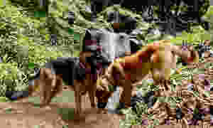 Two dogs drinking in stream with waterfall