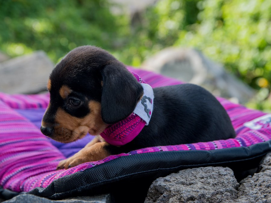 brown and black puppy on handmade dog travel bed on rocks