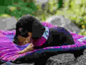 brown and black puppy on handmade dog travel bed on rocks