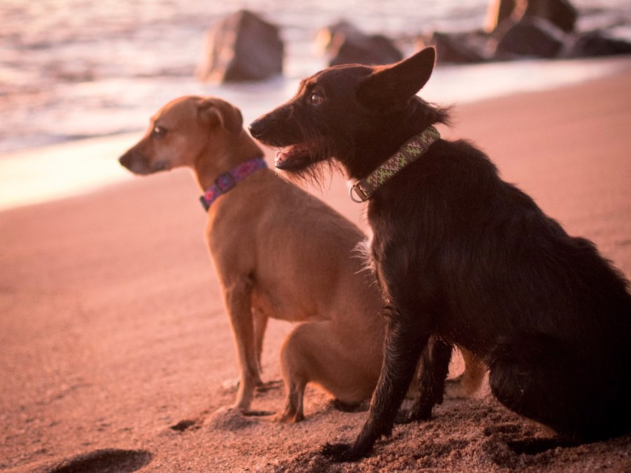 Dogs on beach wearing collars that are handmade by indigenous Guatemalan artisans