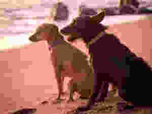 Dogs on beach wearing collars that are handmade by indigenous Guatemalan artisans