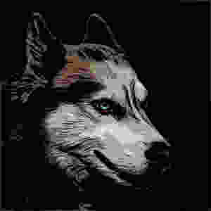 Comic cartoon picture of a Siberian Husky dog with blue eyes