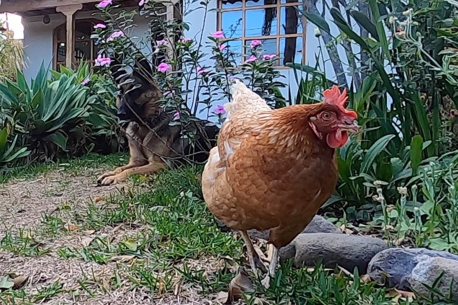 German Shepherd dog sits behind bush to watch hen in garden