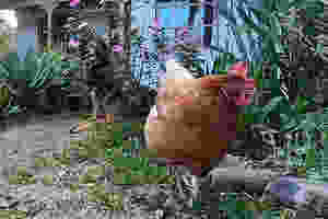 German Shepherd dog sits behind bush to watch hen in garden
