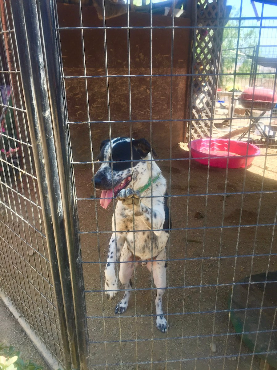 cow dog in shelter kennel