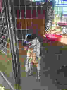 cow dog in shelter kennel