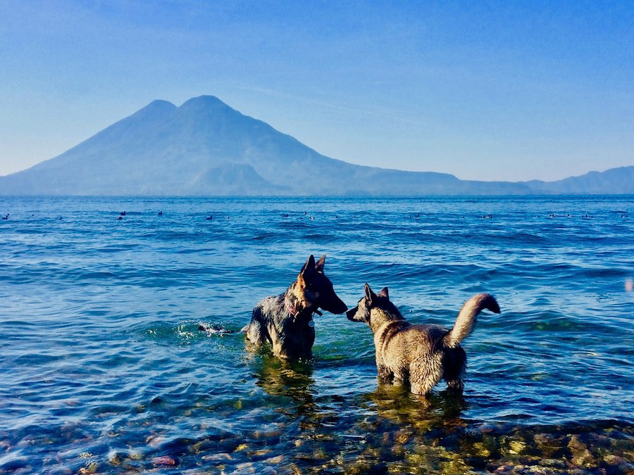Two dogs meet to sniff each other in a lake beside volcanoes