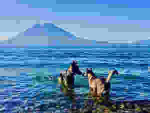 Two dogs meet to sniff each other in a lake beside volcanoes
