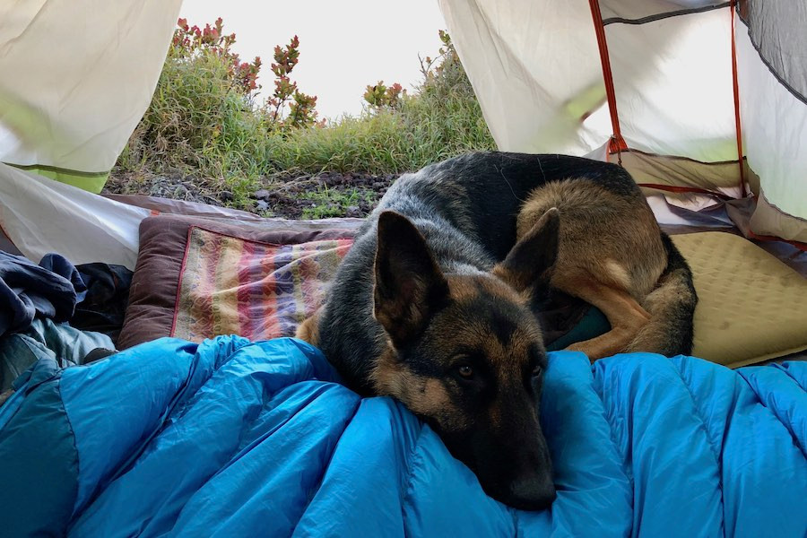 German Shepherd Moxie sleeps in on her comfy TenderPaw Trekker Bedroll after a long day of hiking