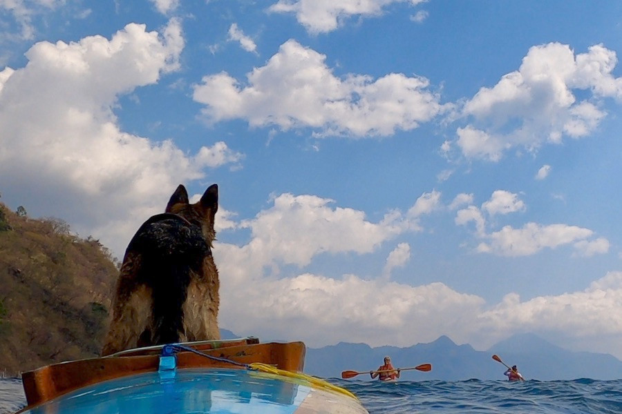 German shepherd dog stands in kayak waiting for other kayakers