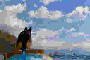 German shepherd dog stands in kayak waiting for other kayakers