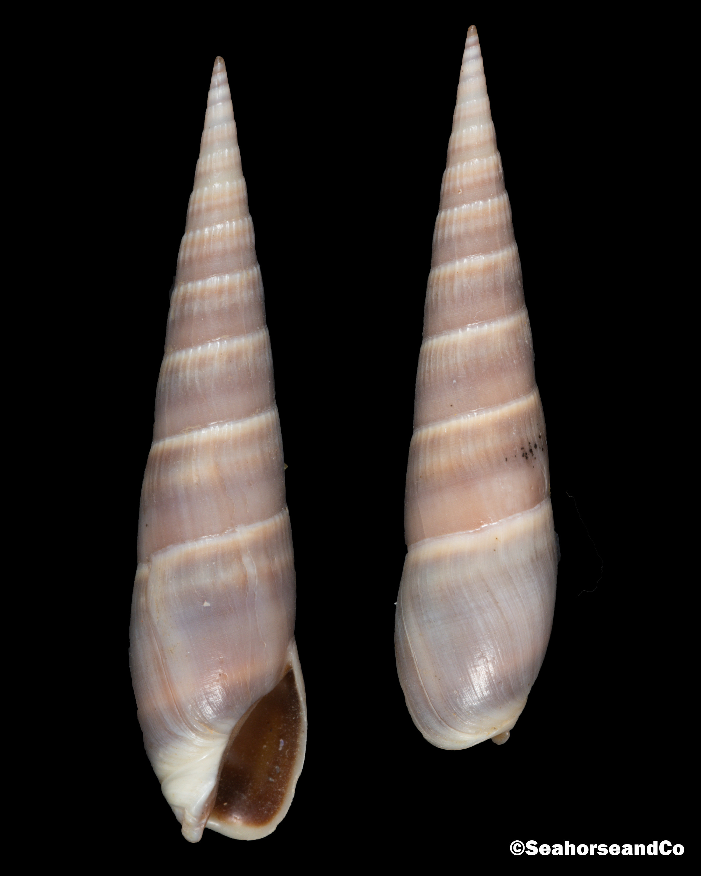 Grey Atlantic Auger: Hastula cinerea (Born, 1778)
