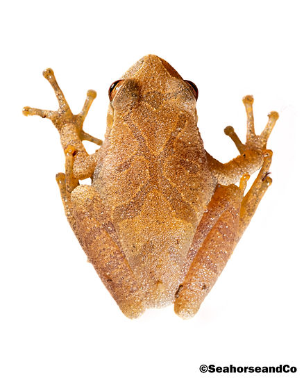 Spring Peeper