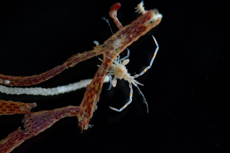 small shite amphipod reaches elongated arms into water column while clinging to red bryozoan colony with a black background. Photo by: Chandler Olson