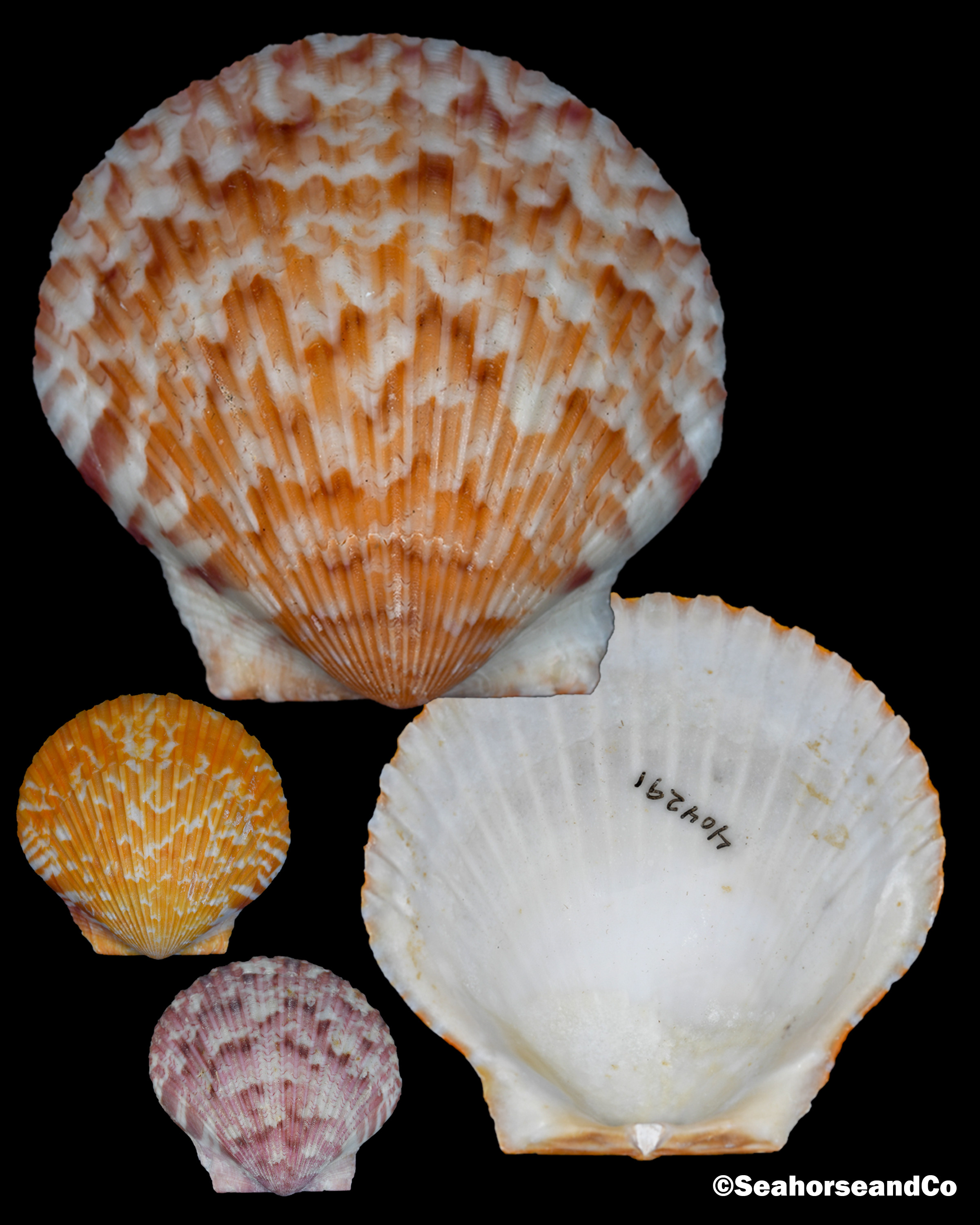 Atlantic Calico Scallop: Argopecten gibbus (Linnaeus 1758) Atlantic Calico Scallop: Argopecten gibbus (Linnaeus 1758)