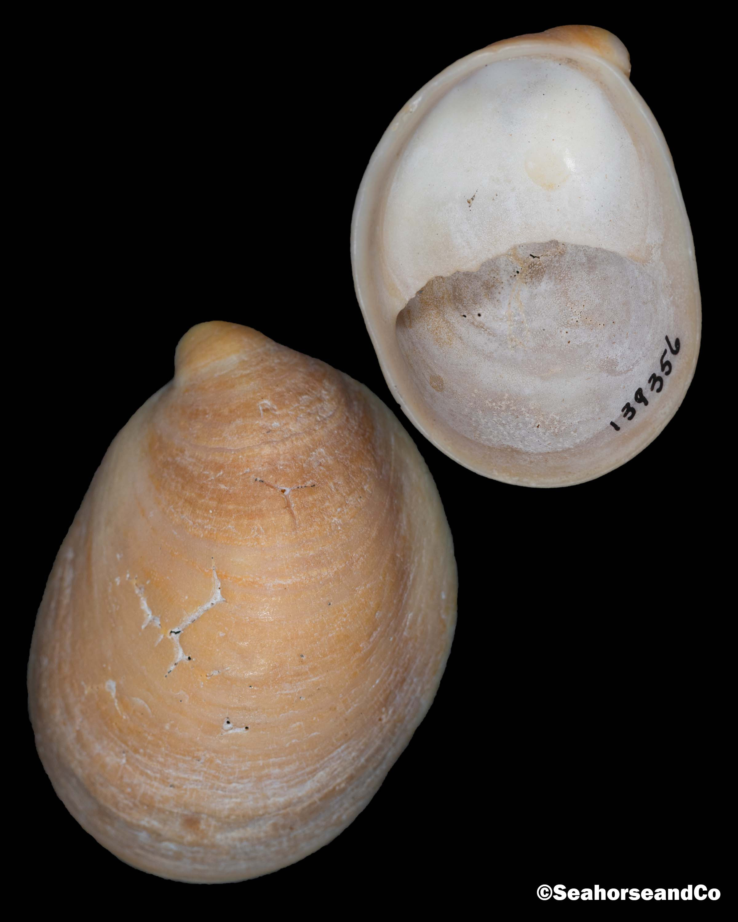 Slipper Shell Stack Common Atlantic Slipper Snail