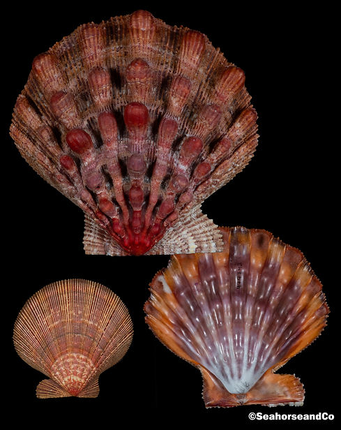 Pectinidae