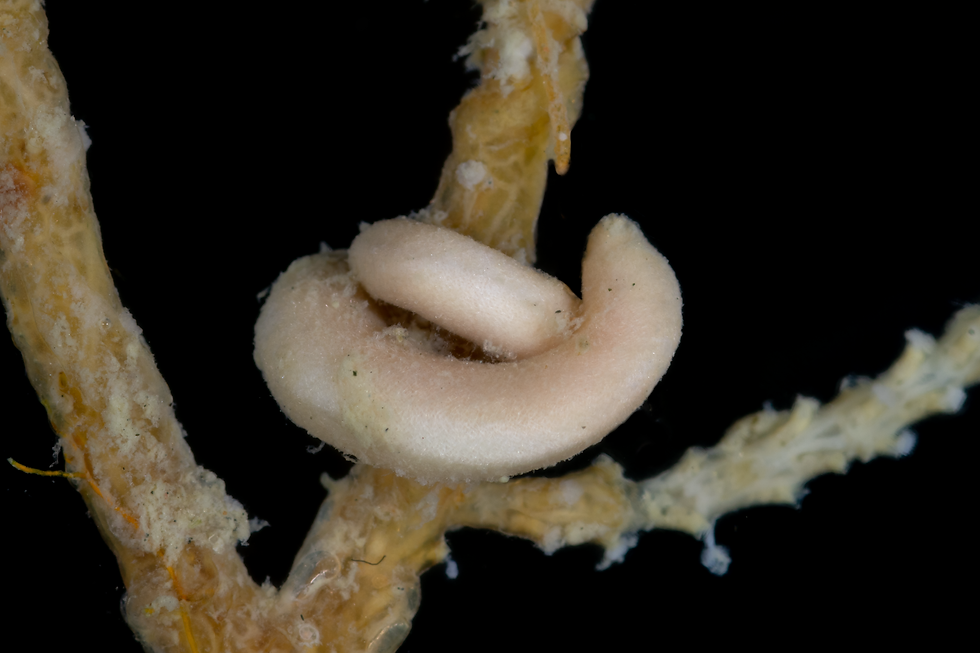 Small pale worm-like solenogaster wrapped around branch of coral. Photo by: Chandler Olson