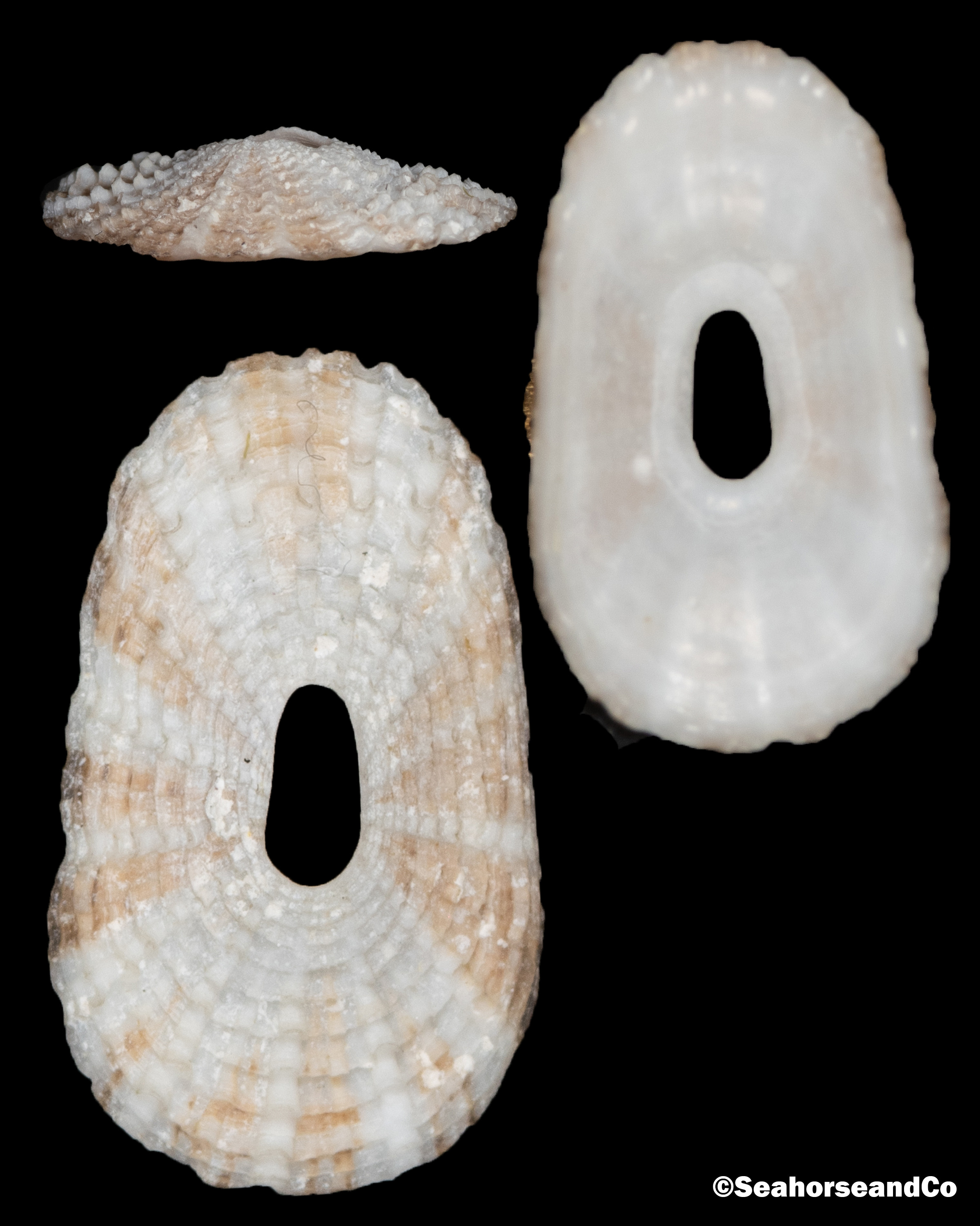 File Fleshy Limpet: Lucapinella limatula (Reeve, 1850)