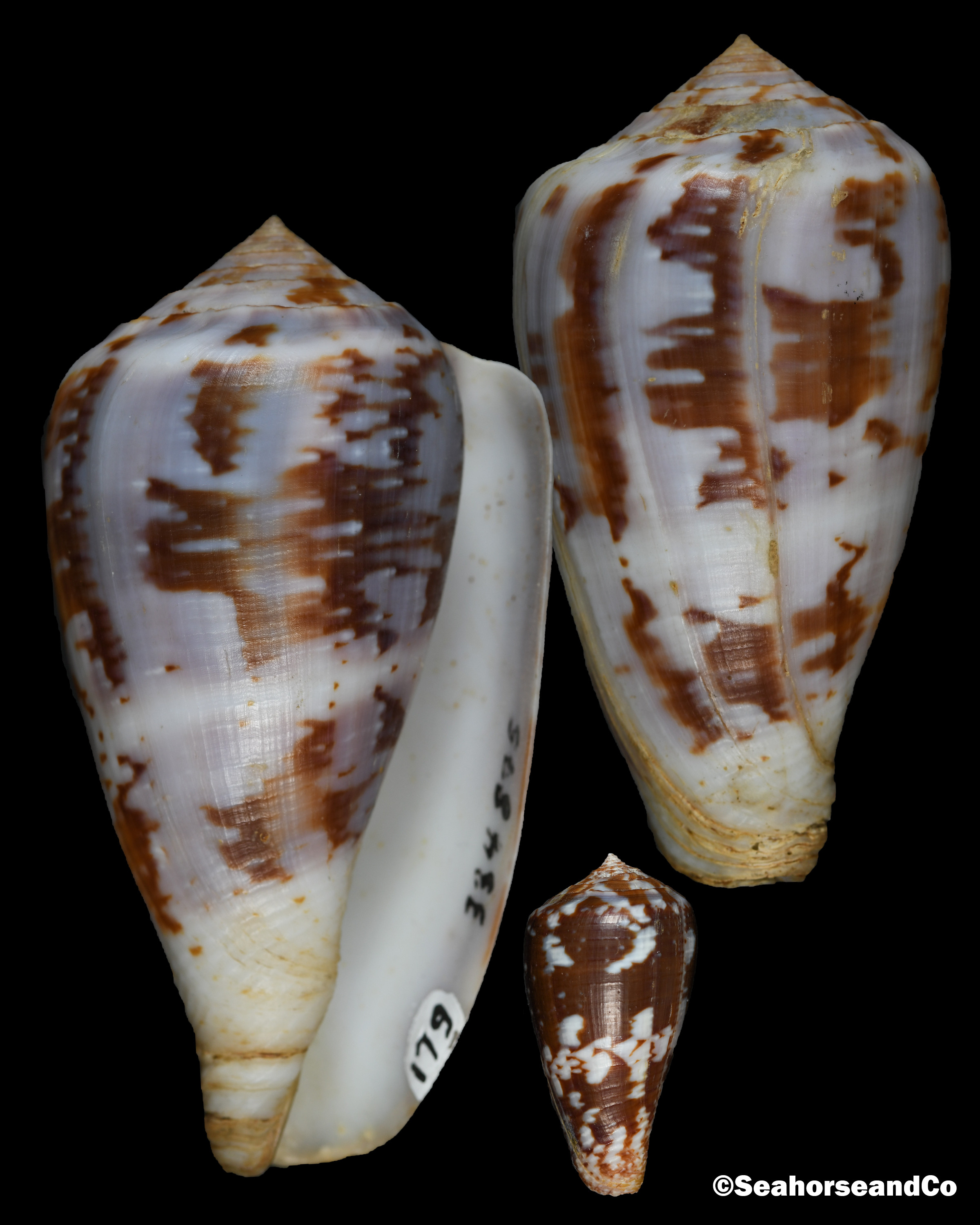 Turtle Cone Conus ermineus Born, 1778
