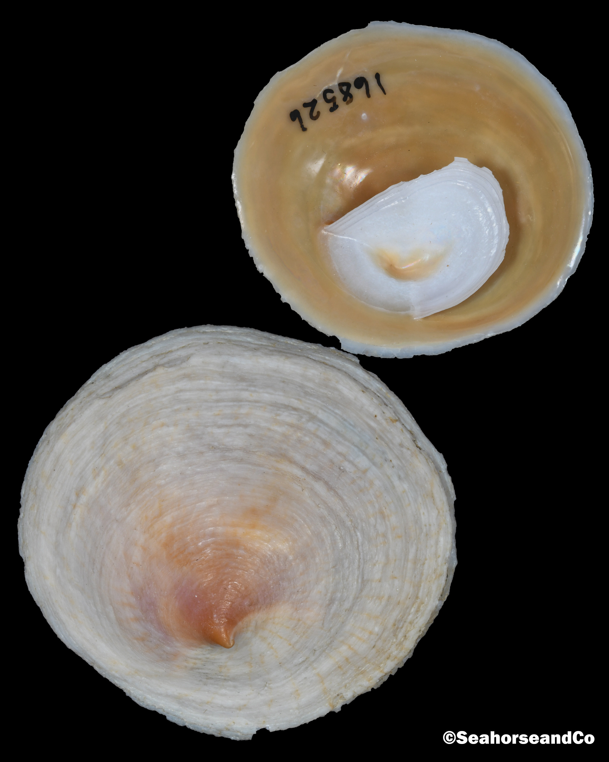 Cupandsaucer Limpet Crucibulum striatum (Say, 1826)