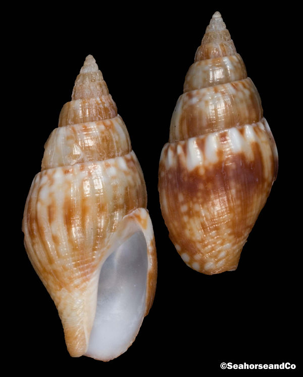 イモガイ貝殻 Darioconus Aulicus Propenudus Princely Cone (Conus