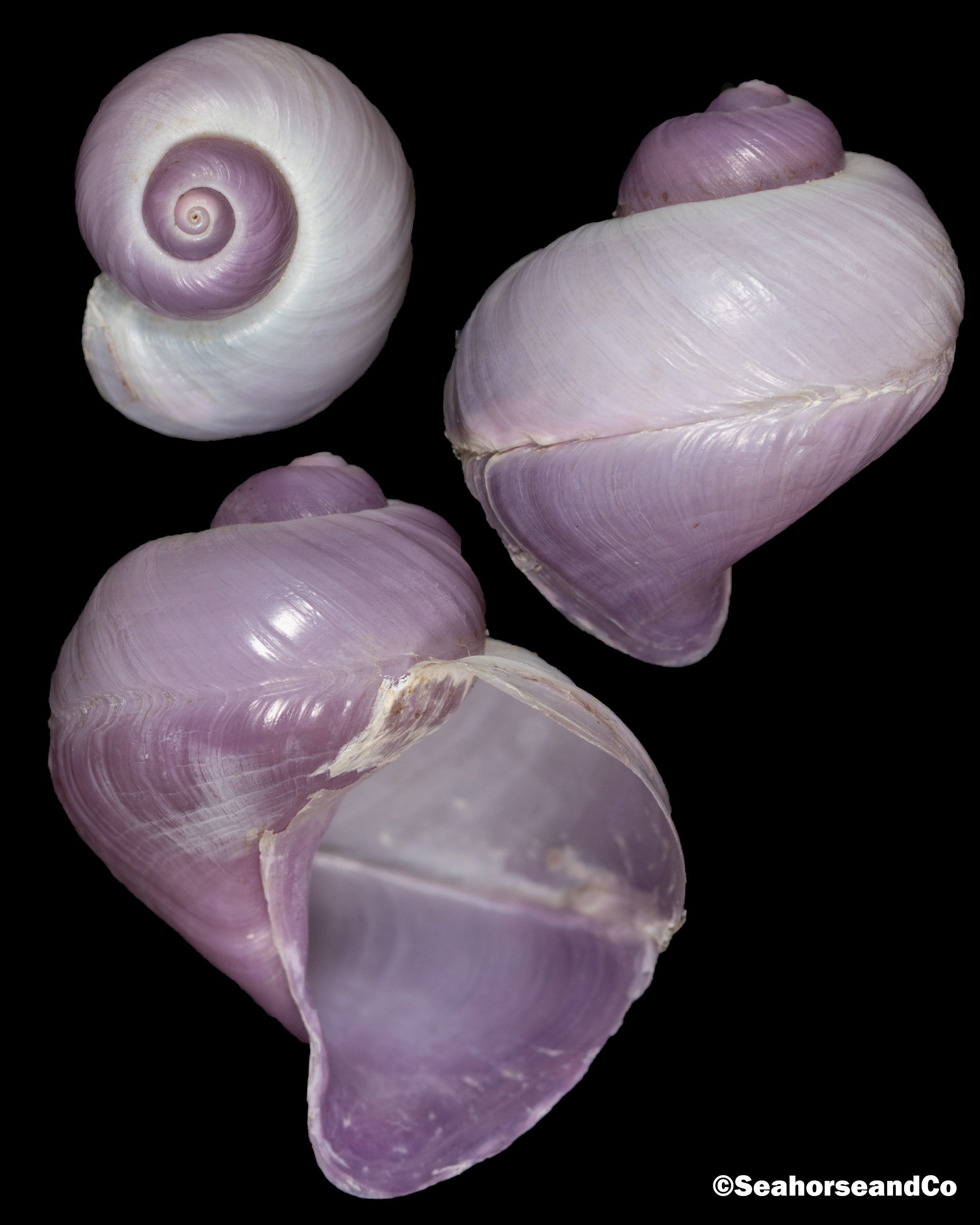 Violet Globe Snail
