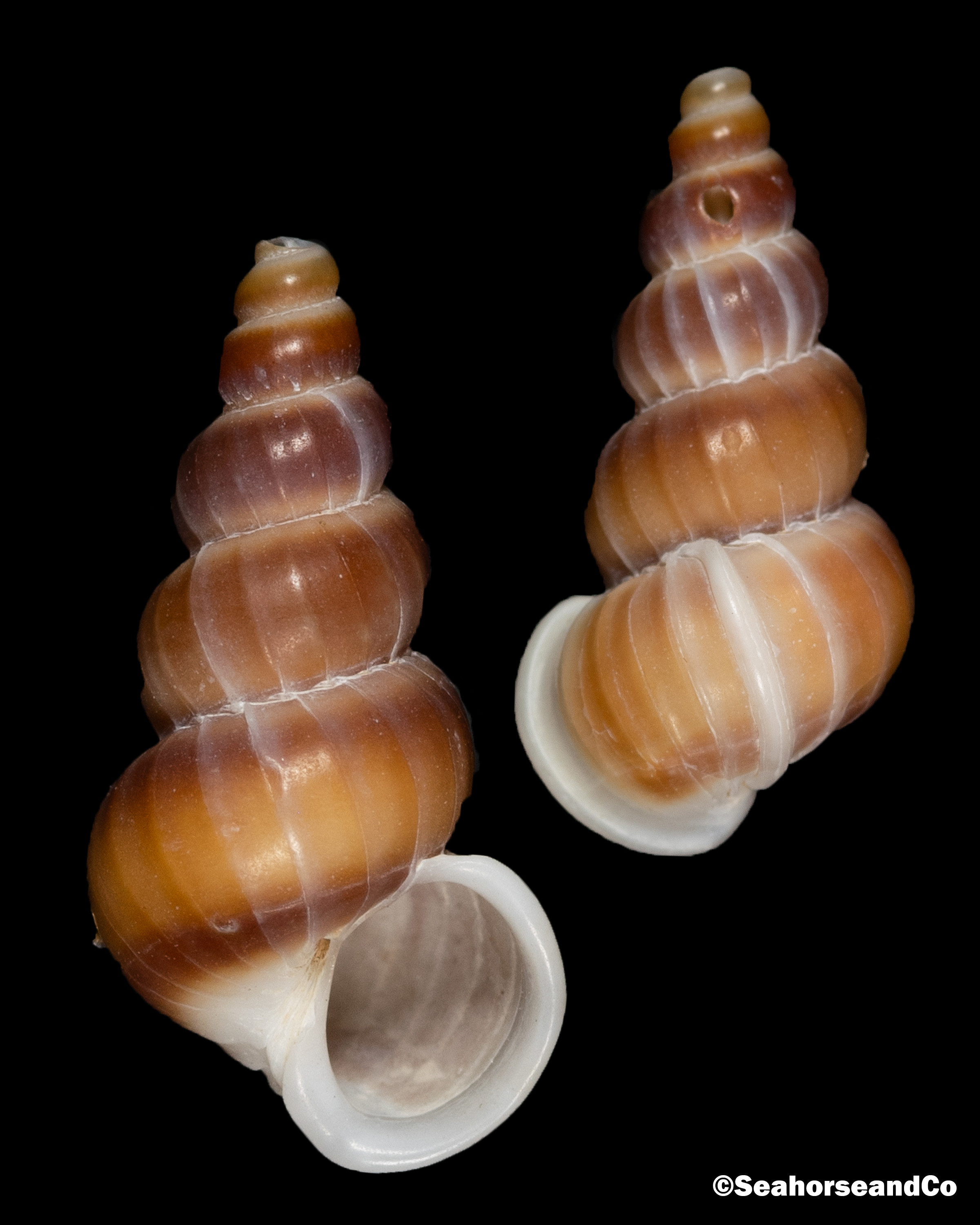 Brown-banded Wentletrap: Gyroscala rupicola (Kurtz, 1860)