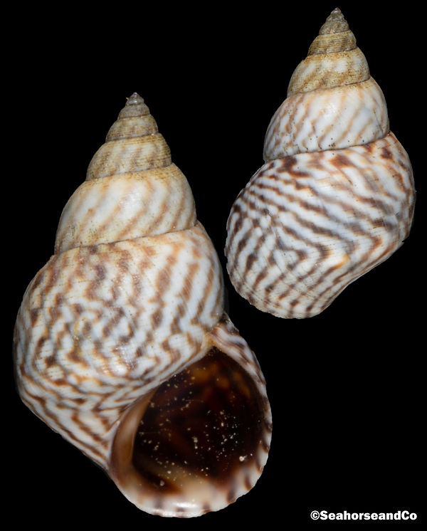 Zebra Periwinkle: Echinolittorina ziczac (Gmelin, 1791)
