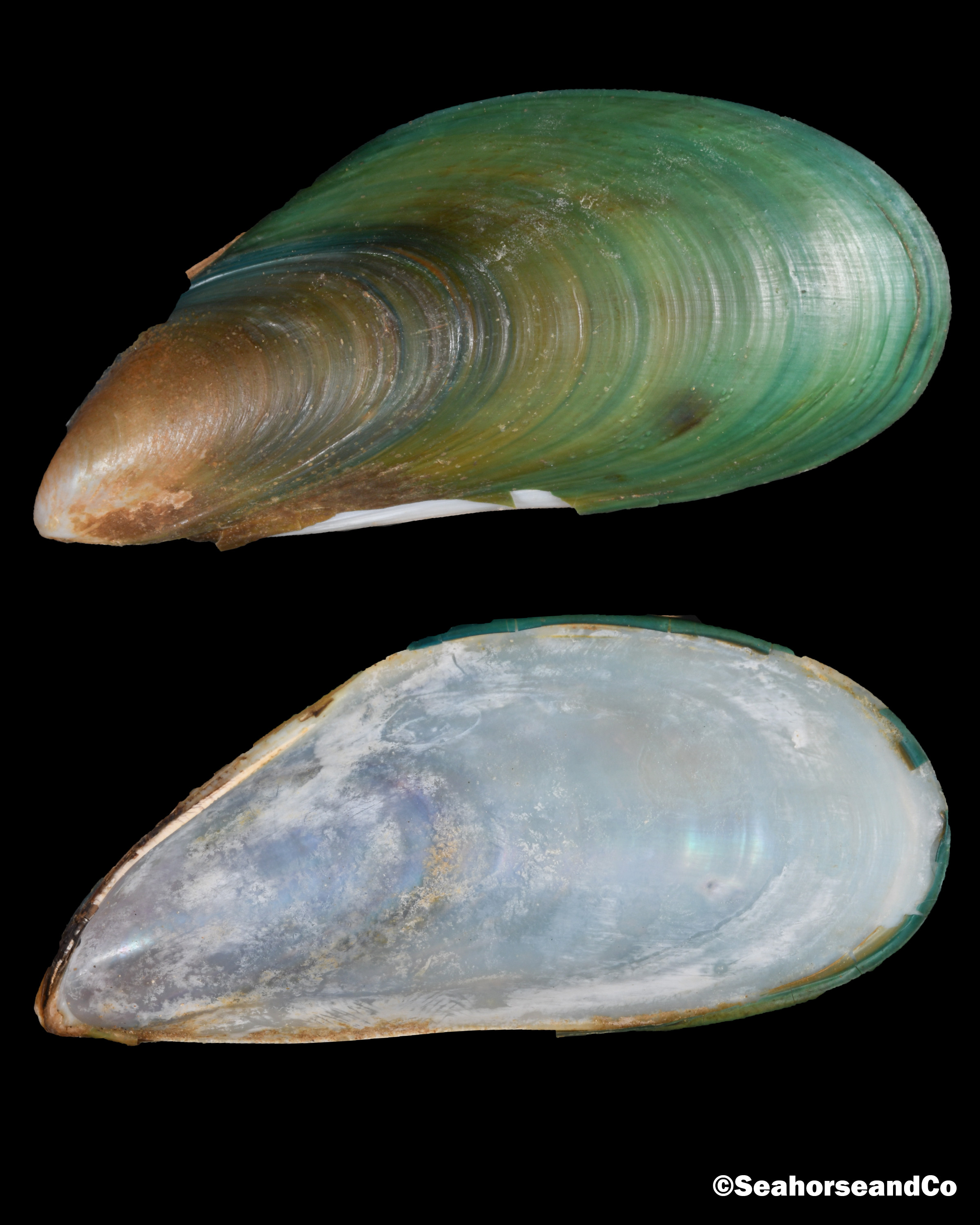Asian Green Mussel Perna viridis (Linnaeus, 1758)